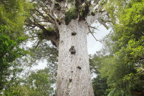 Where to Find the Oldest Living Things in the World