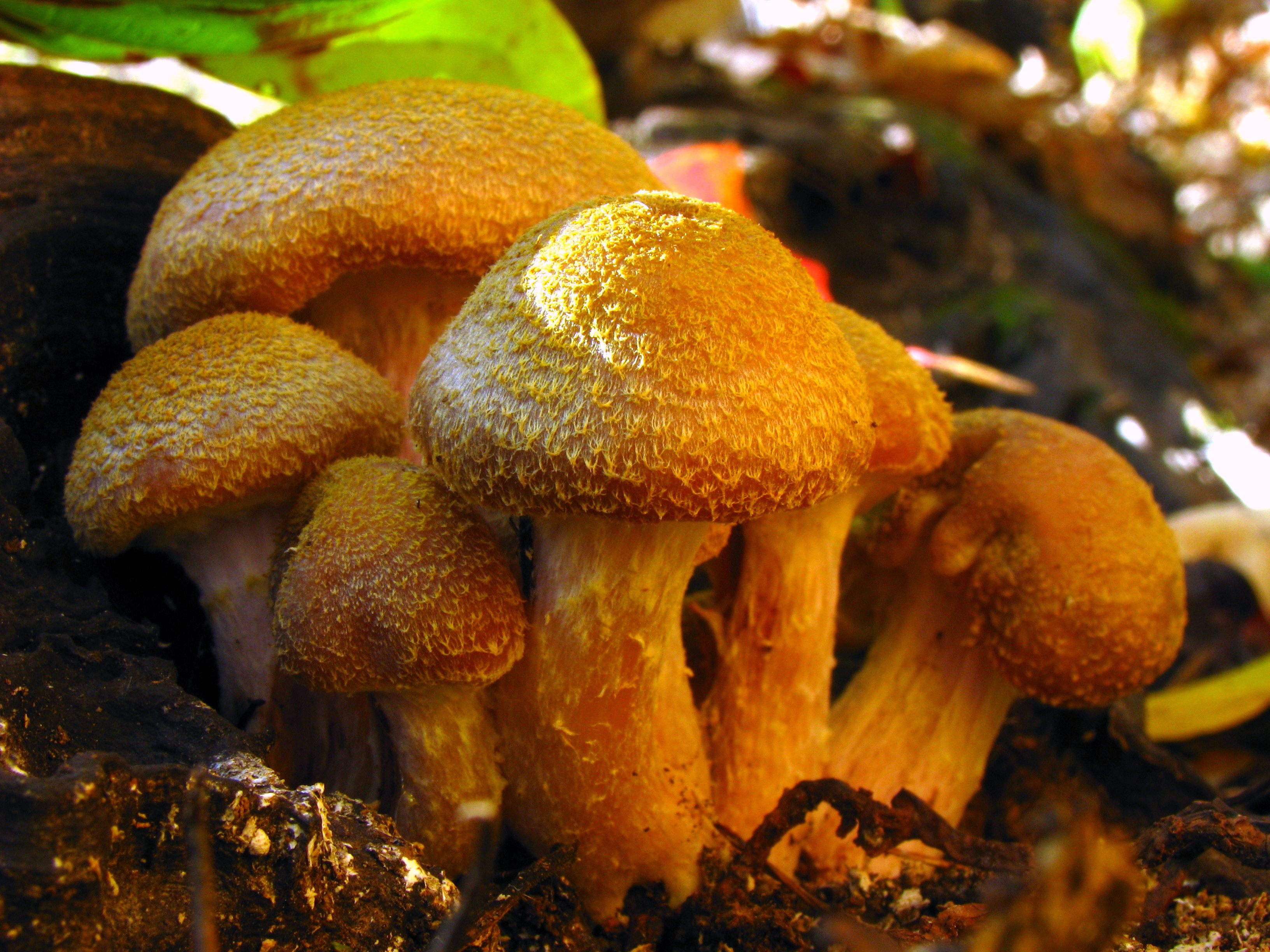 <em>Armillaria gallica</em> can get very, very big.