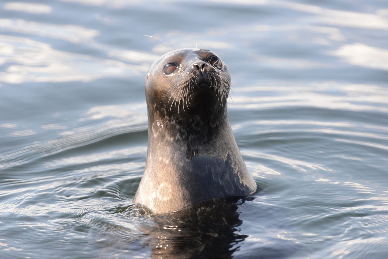 The endangered Saimaa ringed seal has adapted over time to both fresh water and the presence of humans.