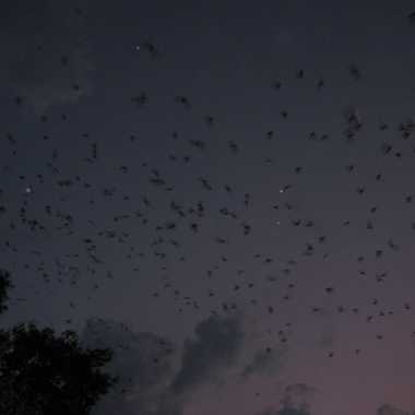 University of Florida Bat Houses