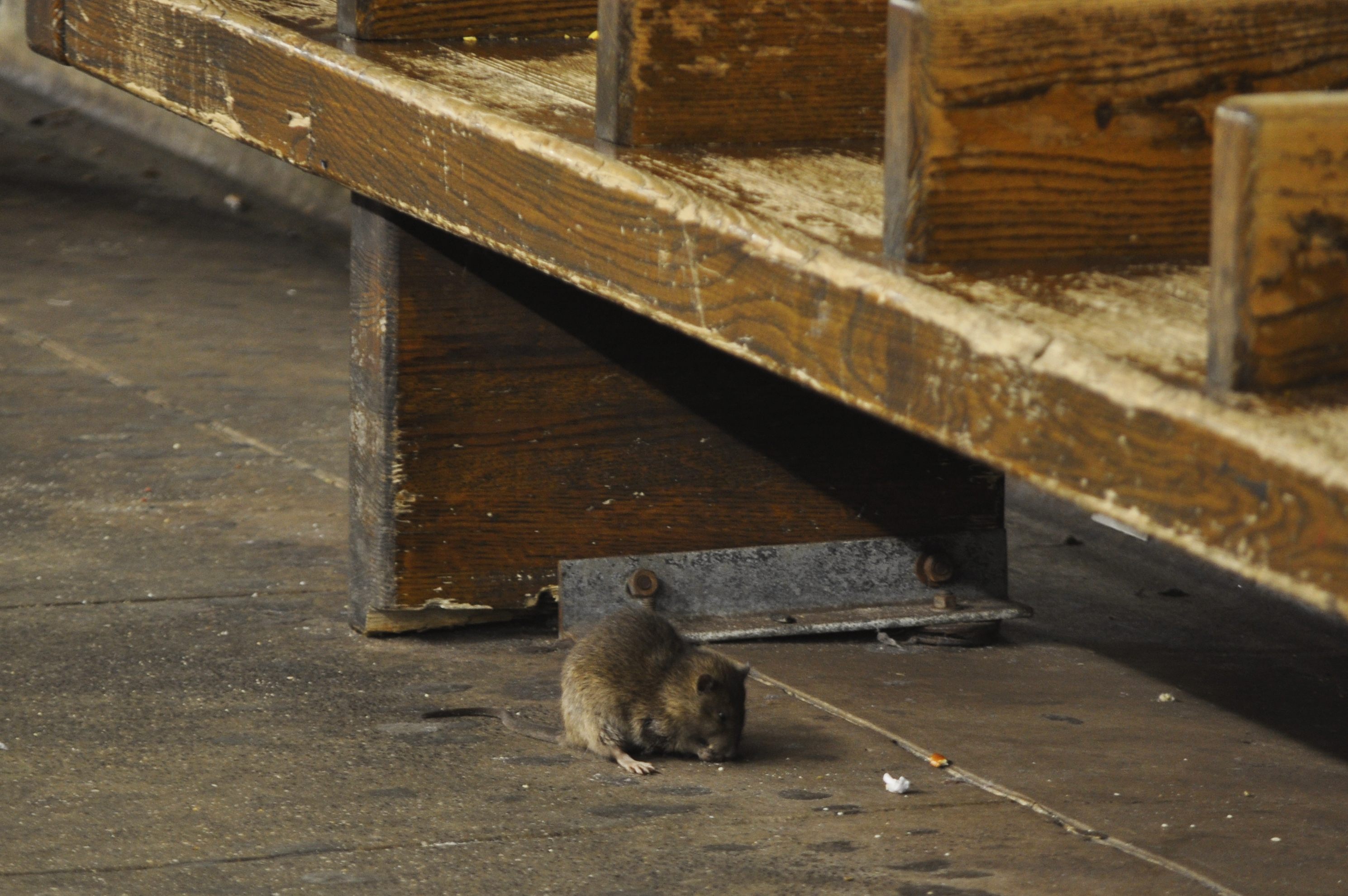 The natural habitat of a city rat.