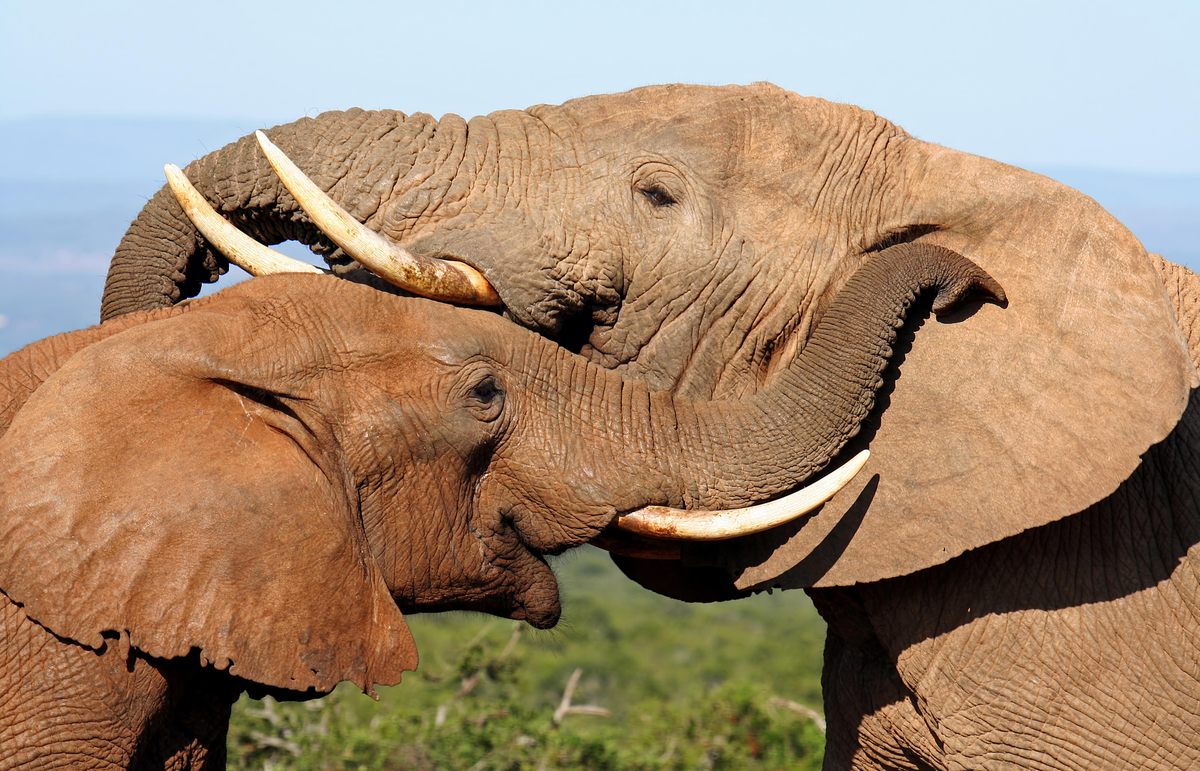 Elephants greet each other like long-lost friends, even after a short separation.