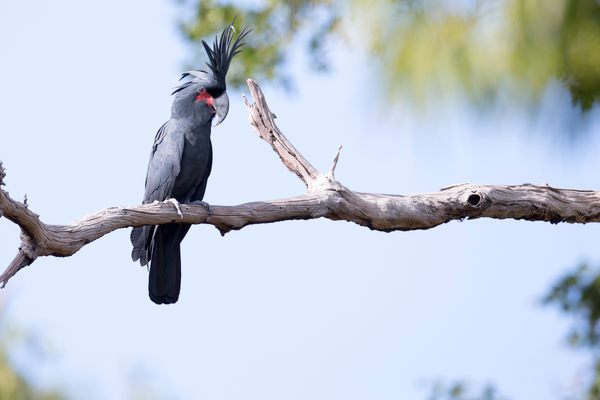 A male palm cockatoo.