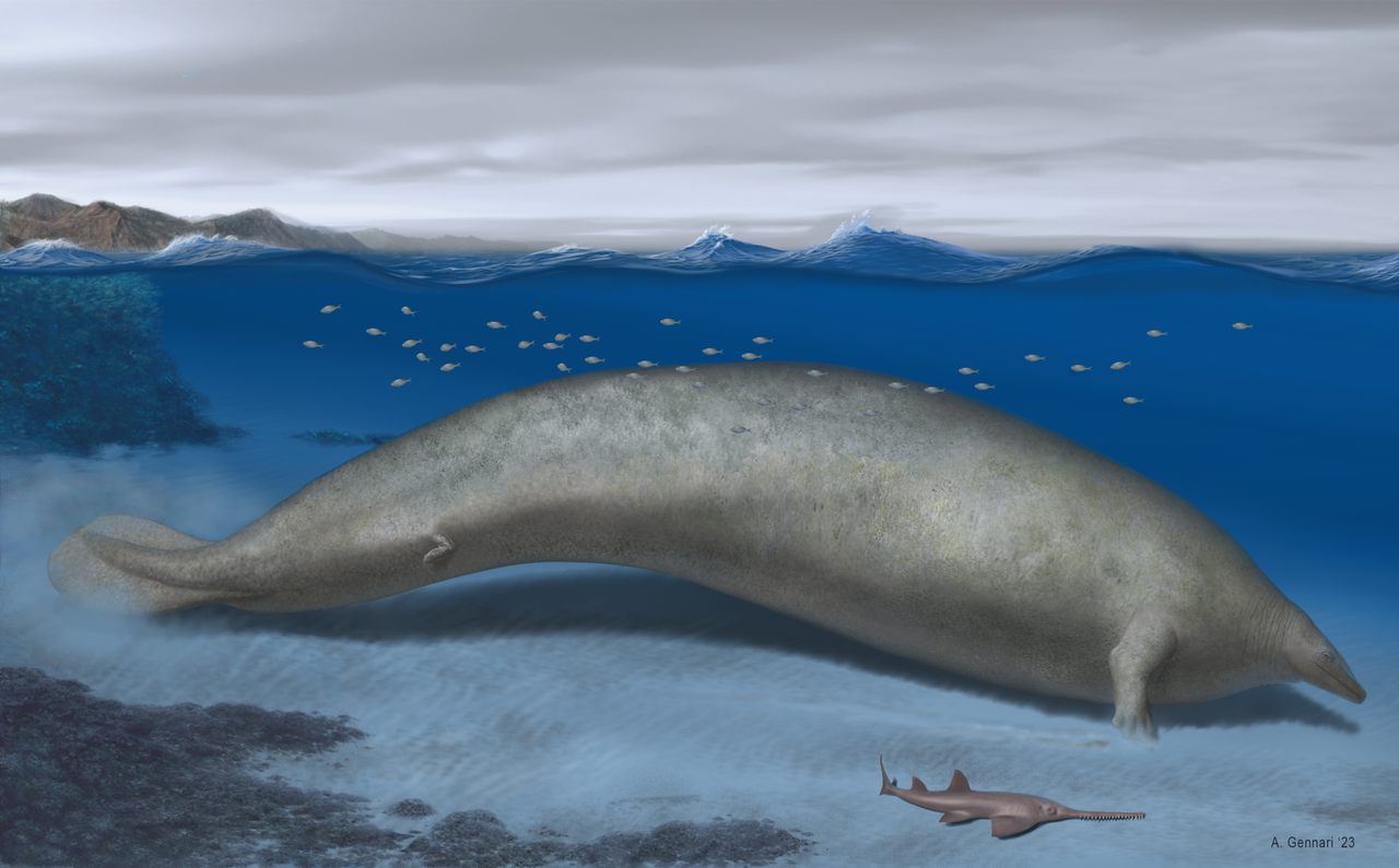 A reconstruction of <em>P. colossus</em> shows it in its coastal habitat. The head is an educated guess because a skull has not been found yet. 
