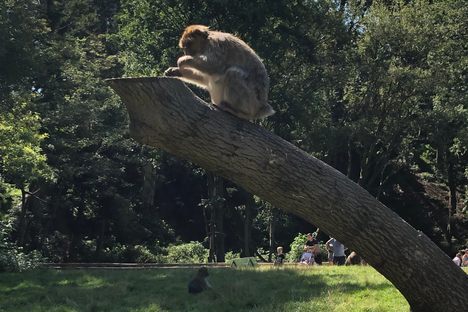 Trentham Monkey Forest