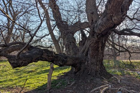 Caucasian Wingnut of Brooklyn Botanic Garden