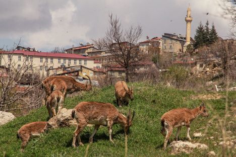 In the Turkish city of Çemişgezek, mountain goats left the Munzur mountains and began grazing in town.