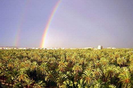 Palm trees beneath a double rainbow.