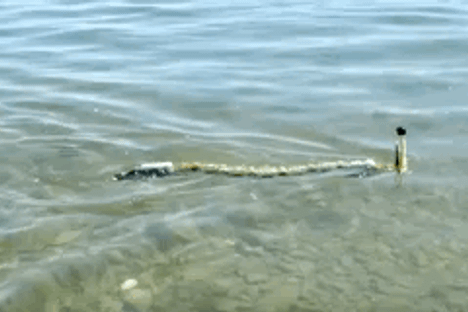An Eel-Inspired Robot Is Scientists' Newest Pollution-Sniffer