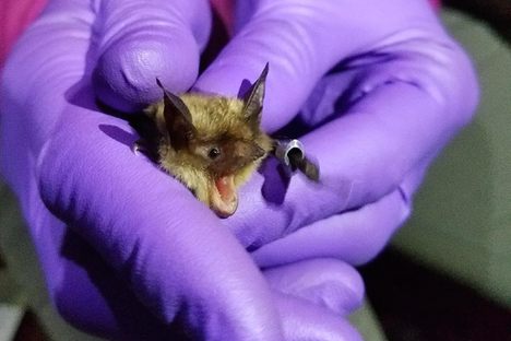 A Martha's Vineyard bat screeches for the camera.