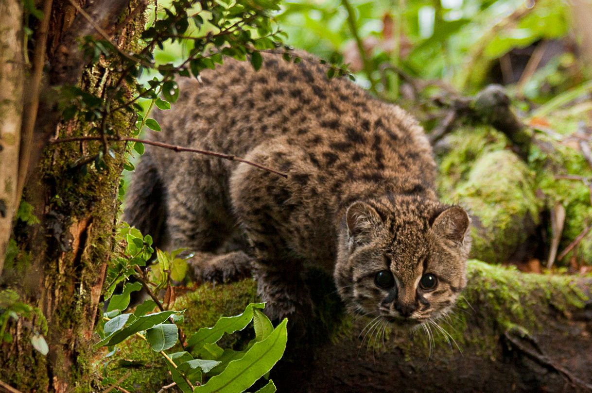 <em>Leopardus guigna</em>, or kodkod, is the smallest wild cat in the Americas, and is often smaller than an average house cat.