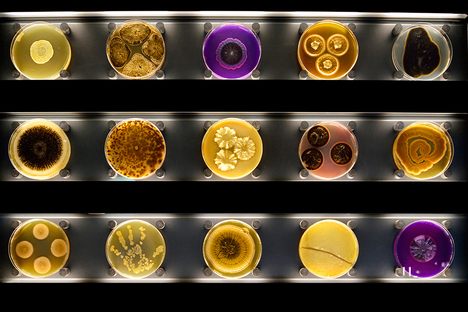Micropia