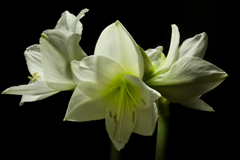 Amaryllis blooming.