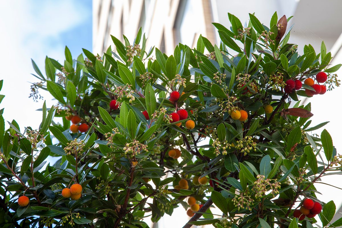 Arbutus Street happens to be home to <em>Arbutus unedo</em>, more commonly known as the strawberry tree.