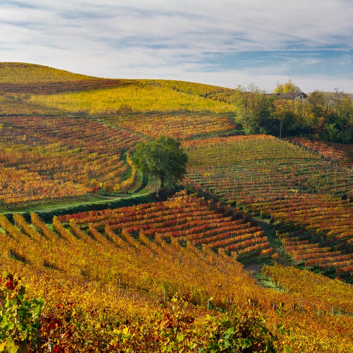 Rolling vineyards of Piedmont