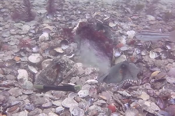 Octopi chucking shells, potentially at each other.