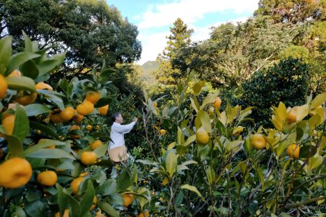 Noriyuki Enami picking tachibana fruit. 