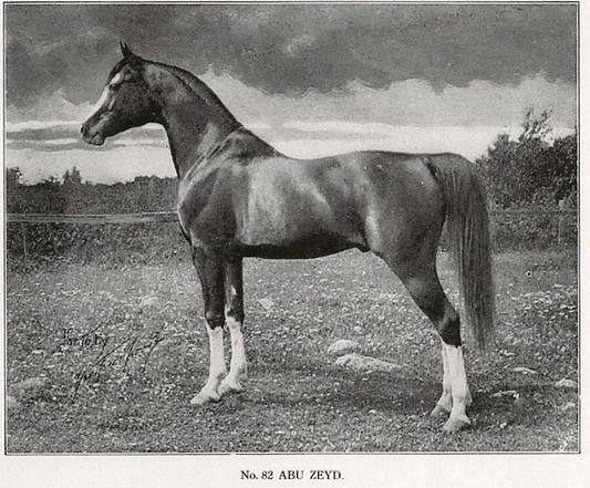 An Arabian stallion, Lord Fauntleroy's main competition and the crowd favorite.