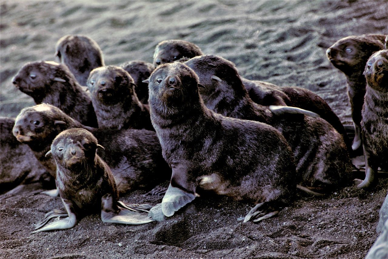 Northern fur seal pups on Bogoslof Island.