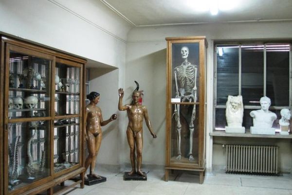 Museum of Anatomy, Javier Puerta