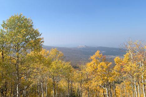 Fall aspens on the Grand Mesa