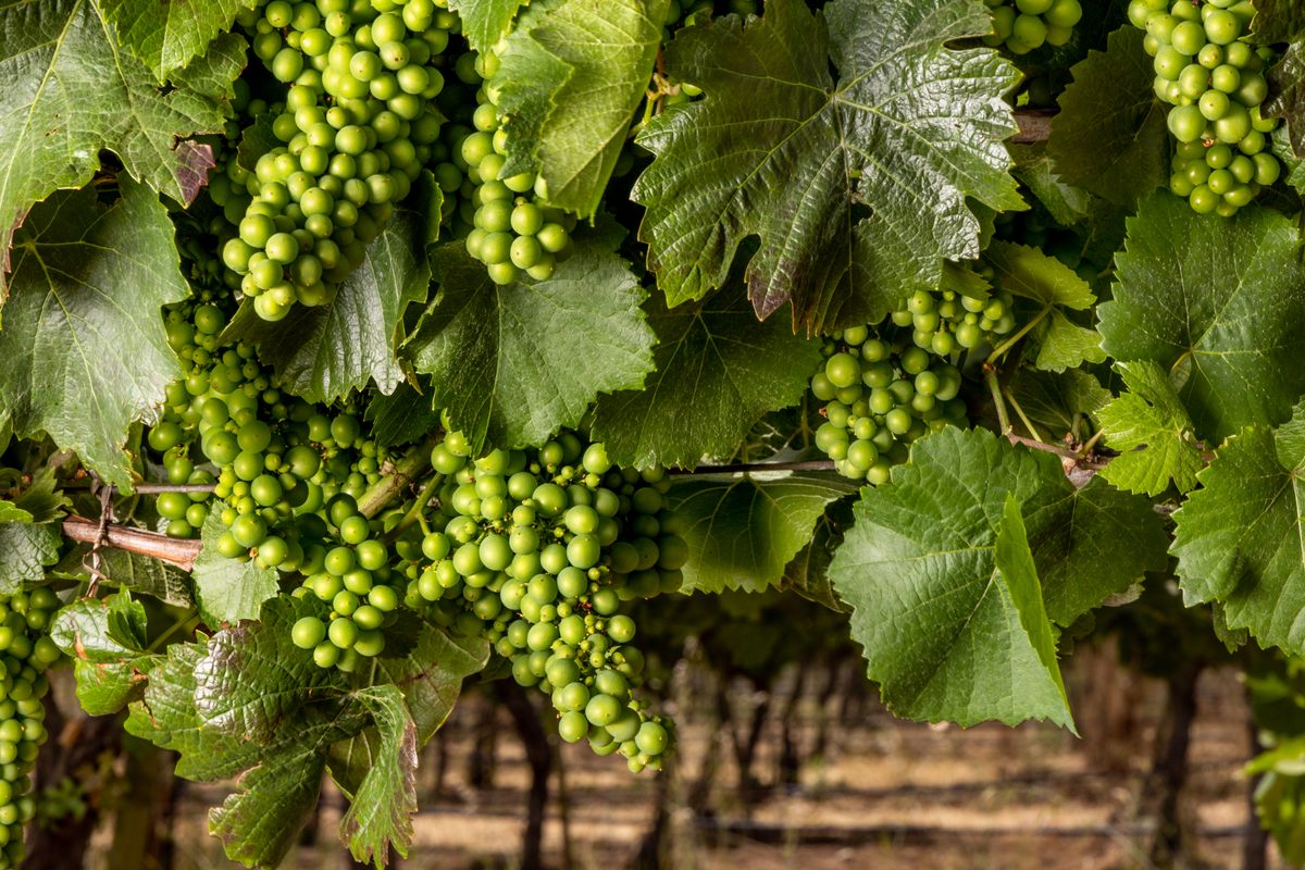 Protecting the vineyards is big business. In 2020, Napa Valley's wine grape crop was worth more than $476 million dollars.