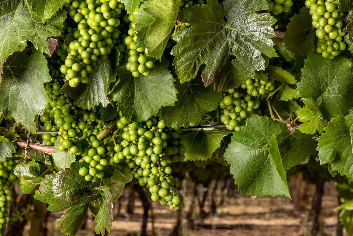 The Birds of Prey That Stand Guard Over California's Vineyards - Atlas  Obscura