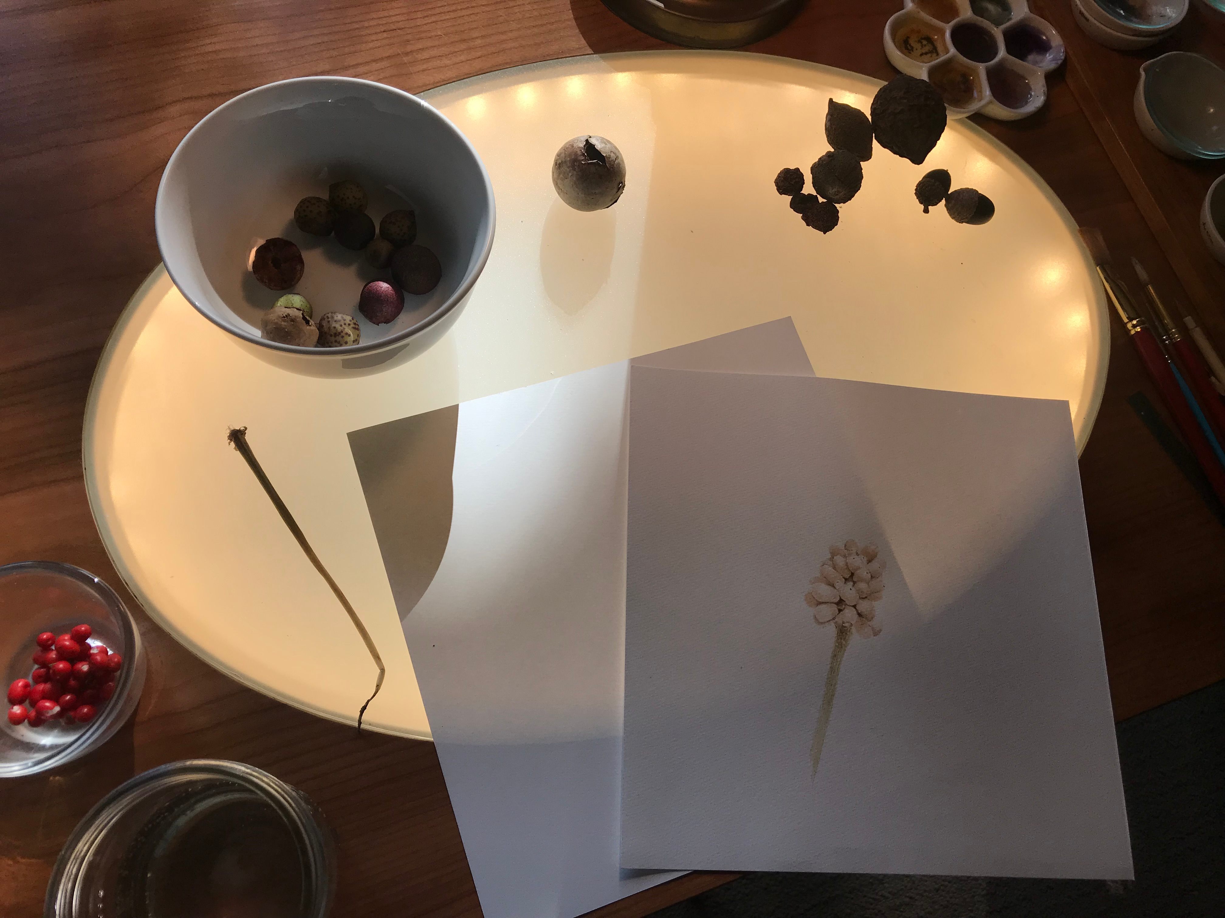 Oak galls Tanaka has collected and is gearing up to boil, alongside a painting in progress on her desk.