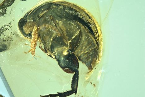 The 99-million-year-old beetle, bathed in pollen.