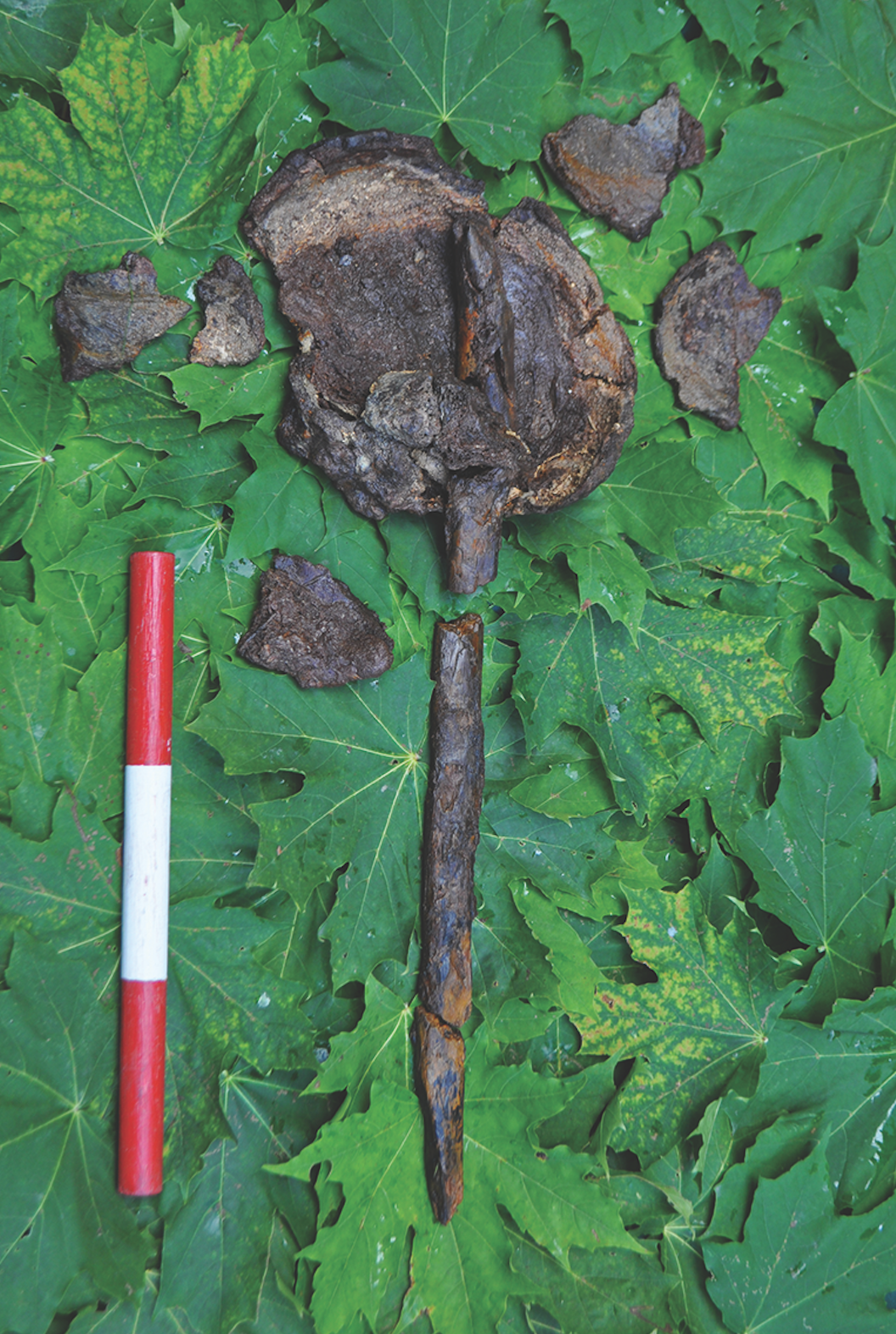 The remains of a skull with a wooden stake found partially within it.