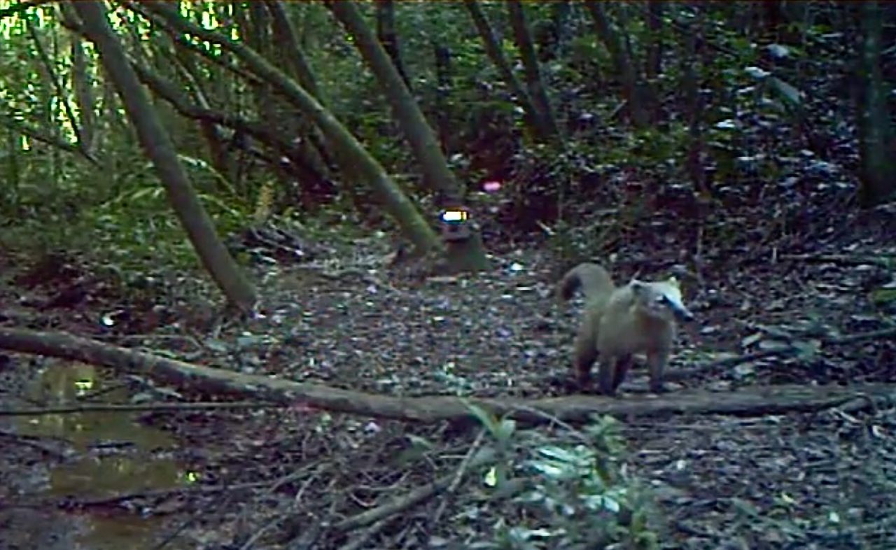 In August 2020, a lone South American coati appeared briefly on a camera trap video that was part of a biodiversity study on an airbase in Canoas, Brazil.