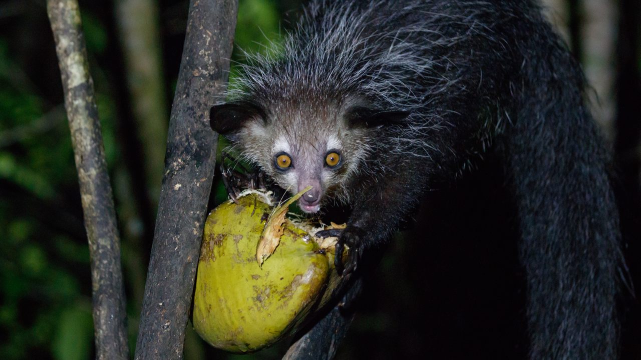 Loved or Loathed: Can Madagascar's Aye-Aye Survive Superstition? - Atlas  Obscura