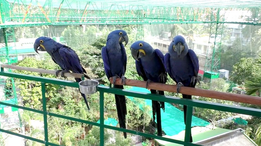 Hyacinth macaws.