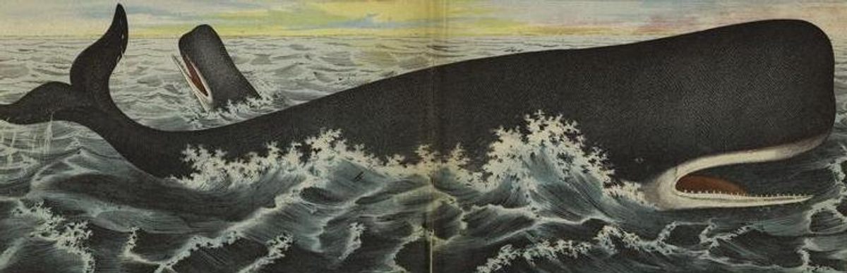 Many depictions of sperm whales, like this one from 1872, make note of their teeth.