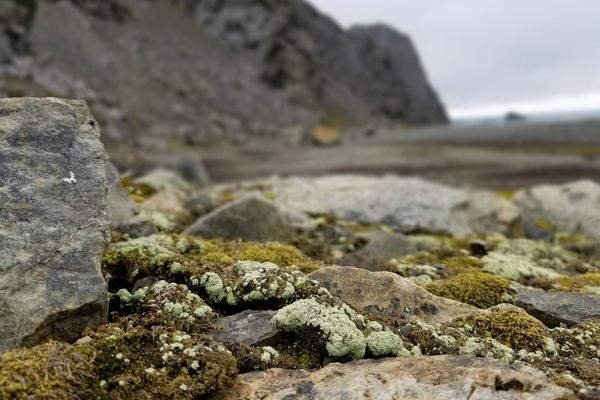 These unassuming lichens growing on rocks in Antarctica may have a sexy secret. 
