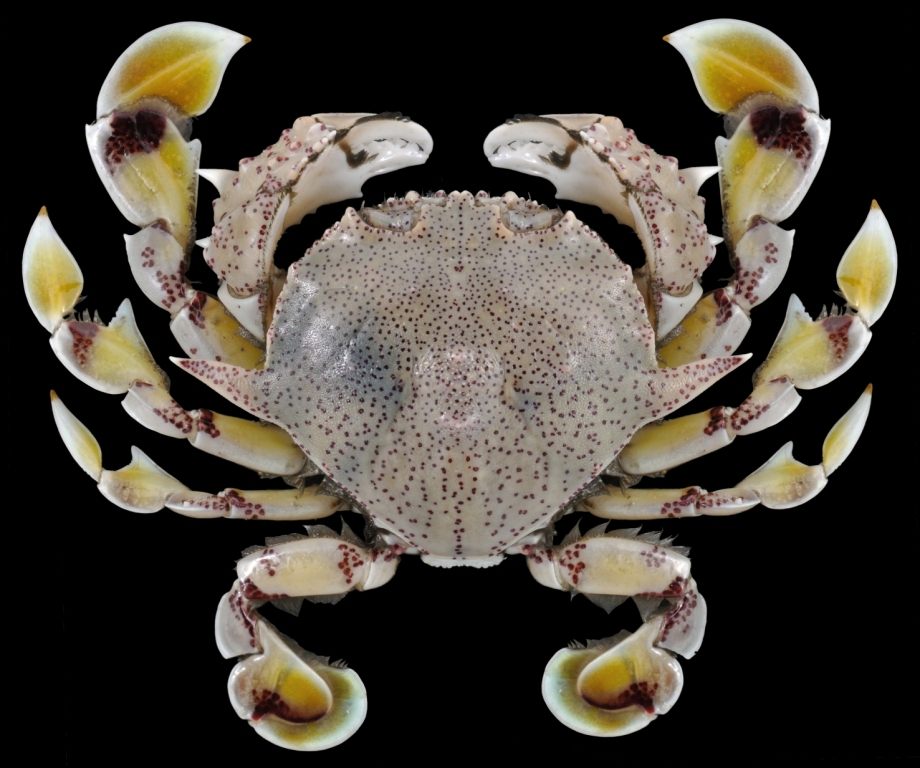 <em>Matuta victor</em>, an invasive Red Sea crab.