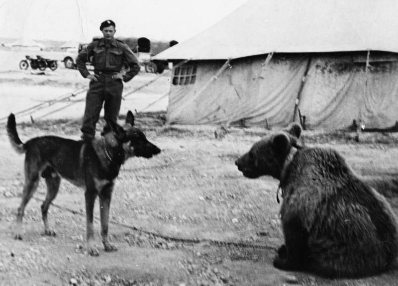 Wojtek, a new recruit, gets eyed by an army dog in 1942. (Photo: Imperial War Museum/Public Domain)