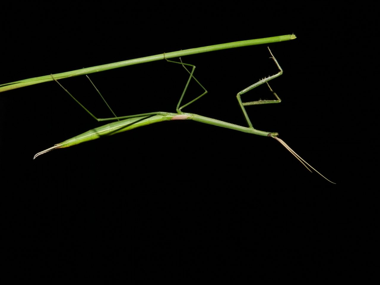 A female small-winged stick mantis (Brunneria subaptera).