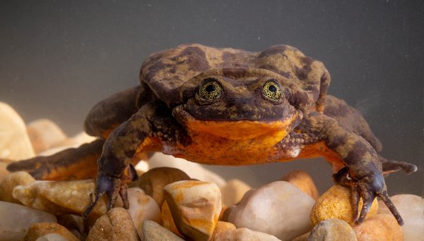 Frogs Are Disappearing. What Does That Mean? - The New York Times