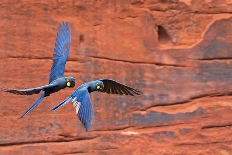 Lear's macaws are brightly colored and quite endangered. 