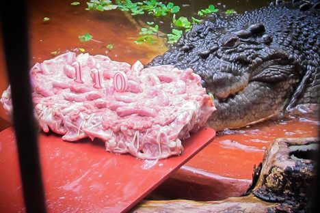 Happy Birthday World's Biggest Crocodile!