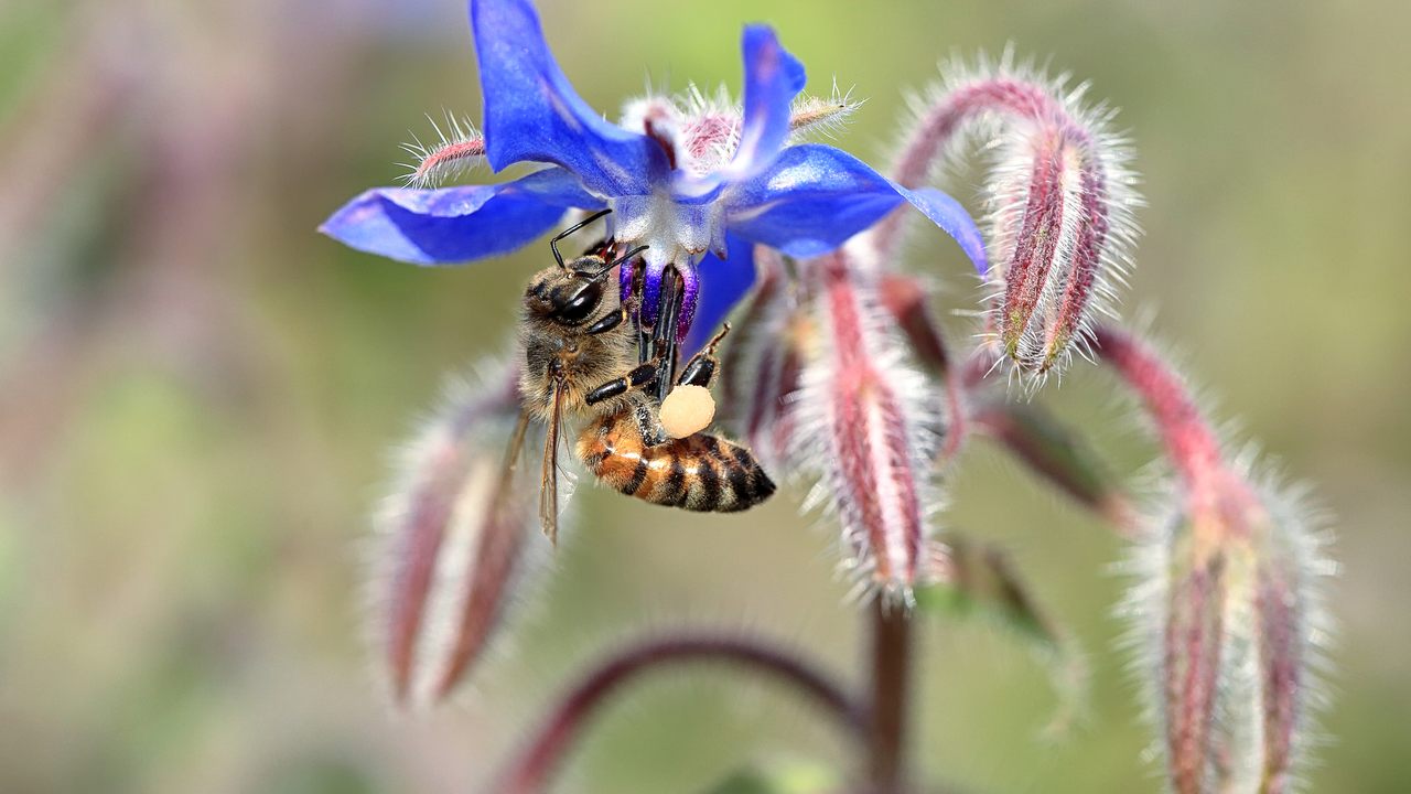Borage flowers are beloved by bees.
