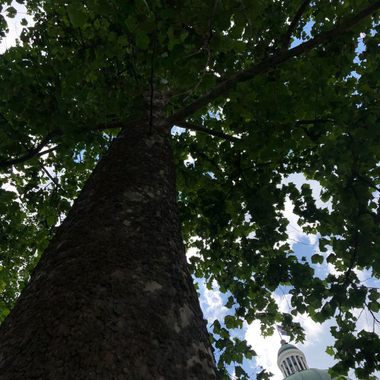 Some Indiana trees have even been to the moon.