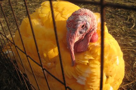 Fleeting Wonders: Thanksgiving Turkeys in Every Color of the Rainbow