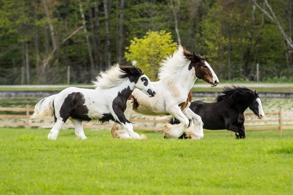 Young girls running.