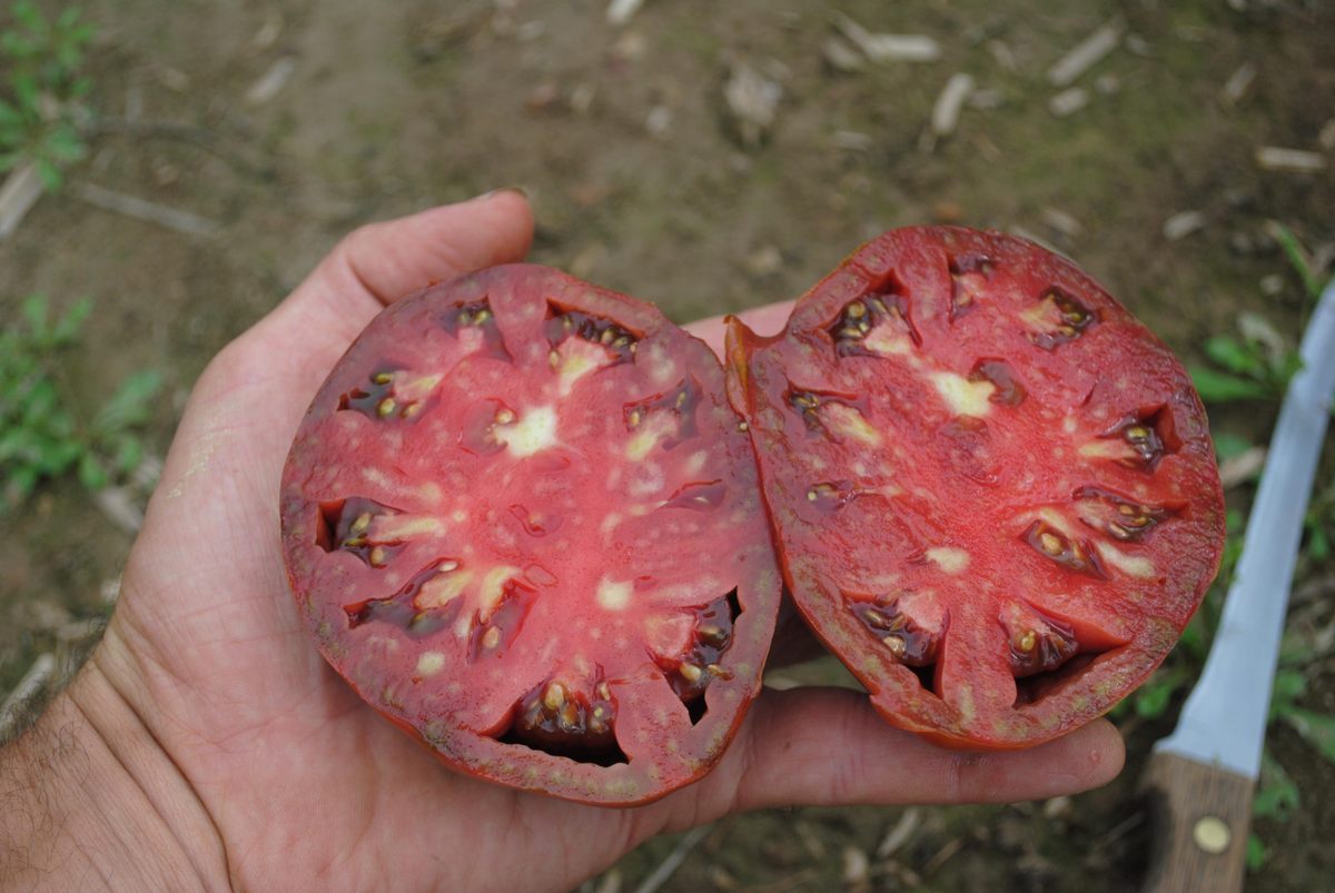 paul robeson tomato