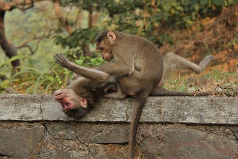 Brothers Arrested in Attempted Smuggling of 61 Monkeys From Tanzania