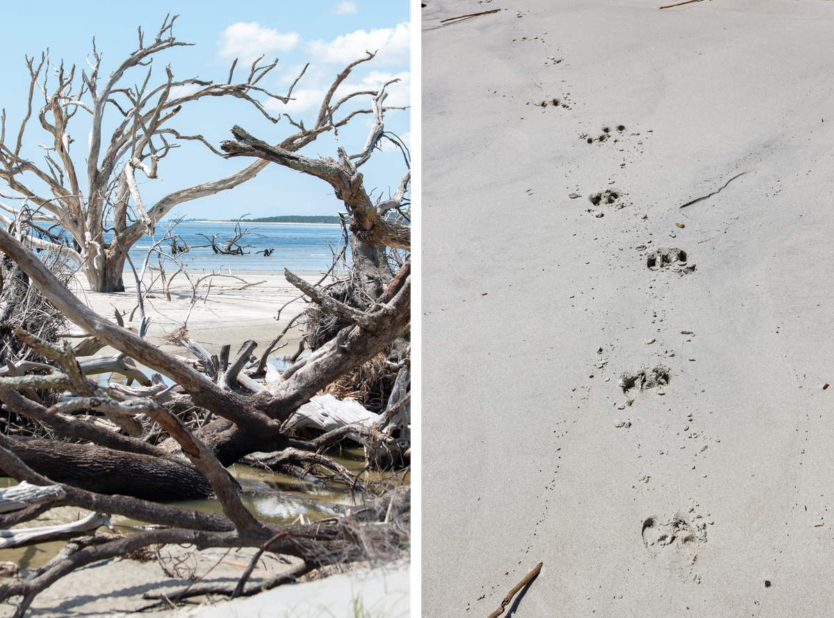 A "boneyard beach" lined with fresh hog tracks.
