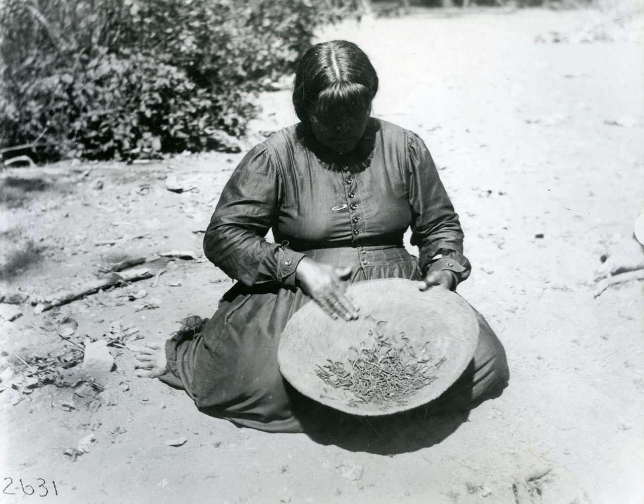 A central Pomo woman with army worms in Ukiah Valley, California, c. 1904.
