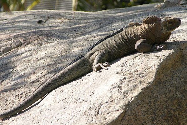 A Turks and Caicos rock iguana sunning his glorious self.